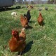 pasture-raised chickens authenticity farms