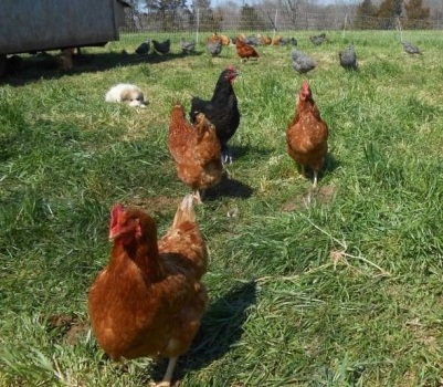 pasture-raised chickens authenticity farms