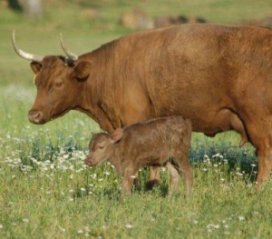 grassfed beef grass finished beef