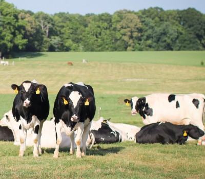 dairy cows in pasture