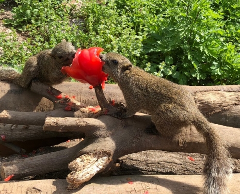 tomatoes vs squirrels