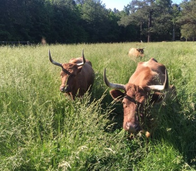 harmony hill farm sustainable farming