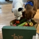 dogs on seasonal roots delivery day